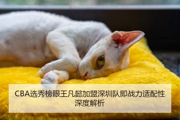 CBA选秀榜眼王凡懿加盟深圳队即战力适配性深度解析